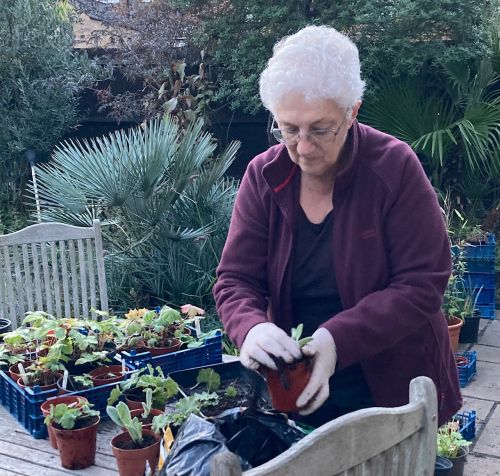 Lion Barbara potting up new plants